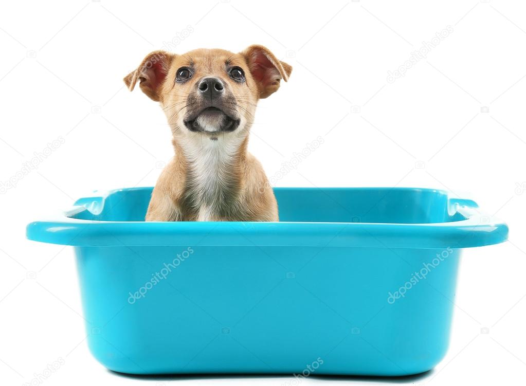 Puppy in bath isolated