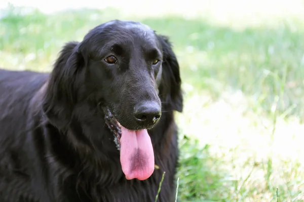 Porträtt av stor svart hund över grönt gräs bakgrund — Stockfoto