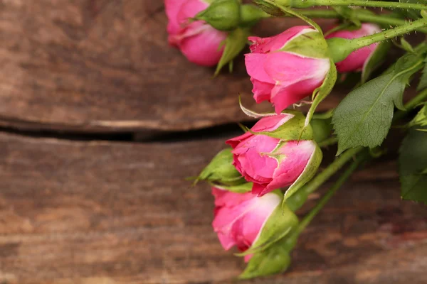 Hermosas rosas pequeñas — Foto de Stock