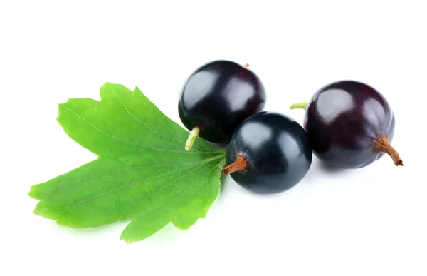 Wild black currant with green leaf isolated on white — Stock Photo, Image