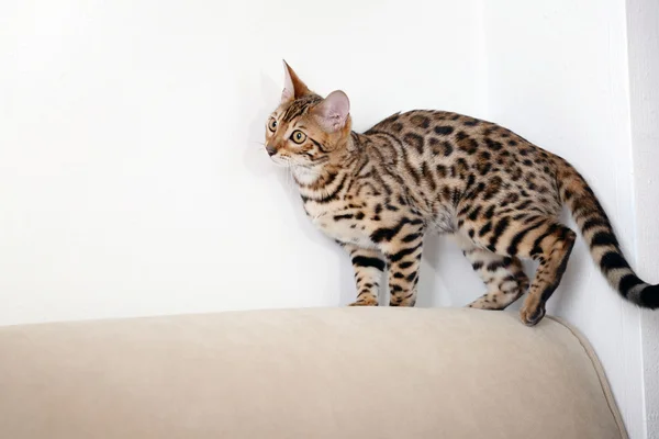 Gatinho de Bengala bonita no sofá no quarto — Fotografia de Stock