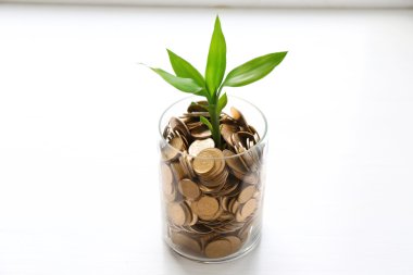Paralar büyüyen bitki
