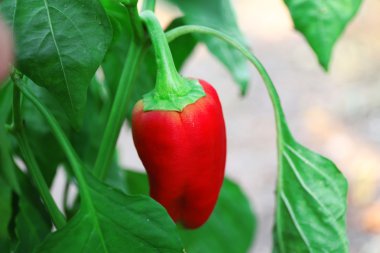 Olgun kırmızı biber 