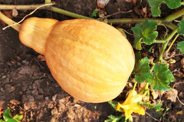 Armut biçimli turuncu kabak 