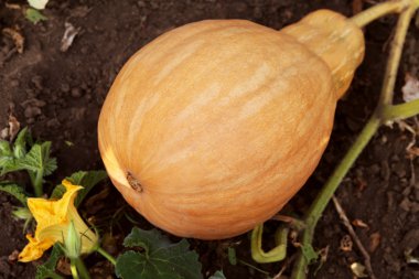 Armut biçimli turuncu kabak 