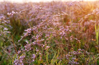 vahşi mor çiçekler