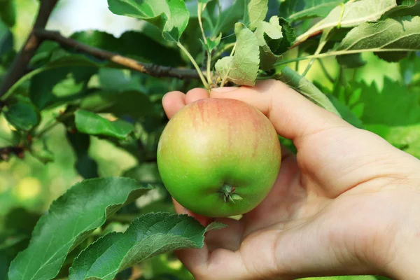 Vrouwelijke hand plukken appel van boom — Stockfoto