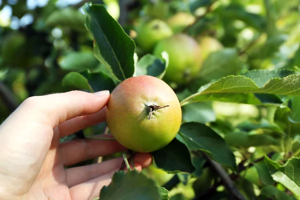 Vrouwelijke hand plukken appel van boom — Stockfoto