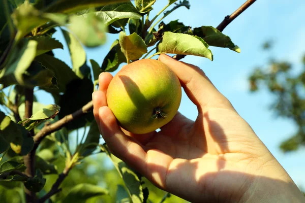 Vrouwelijke hand plukken appel van boom — Stockfoto