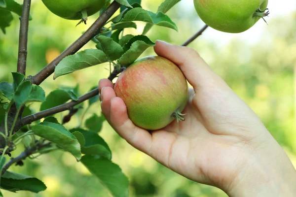 Vrouwelijke hand plukken appel van boom — Stockfoto