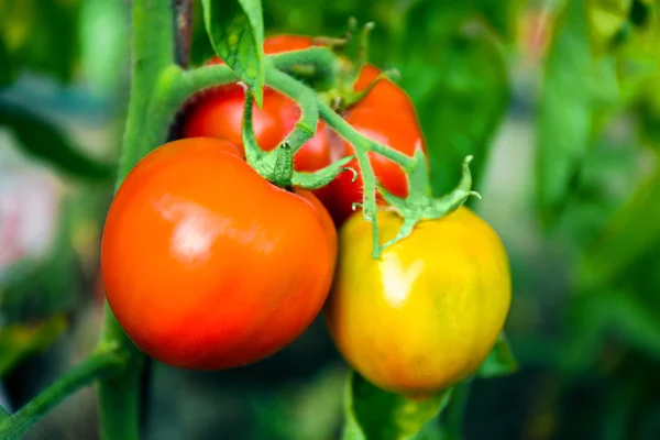 Tomaten groeien in tuin — Stockfoto