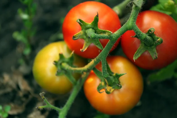 Tomatoes growing in garden — Stock Photo, Image