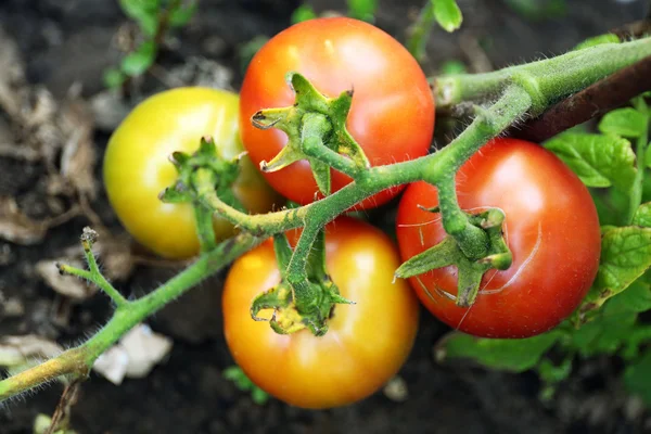 Tomatoes growing in garden — Stock Photo, Image