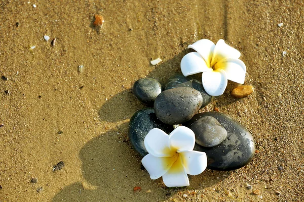 Kieselsteine mit Plumeria an der Küste — Stockfoto