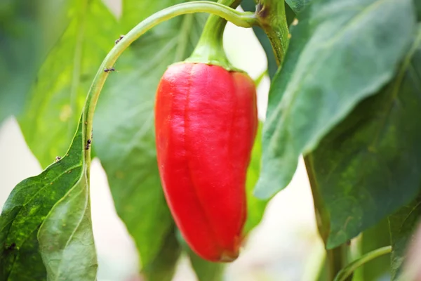 Rote reife Paprika — Stockfoto