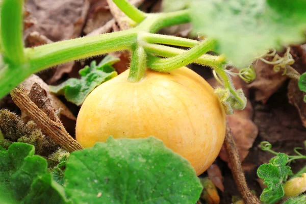 Orange pumpkin hidden behind leaves — Stock Photo, Image