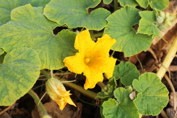 Gele pompoen bloemen — Stockfoto