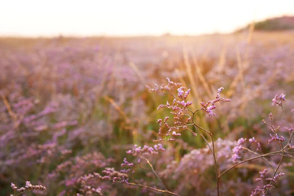 Flores moradas silvestres — Foto de Stock