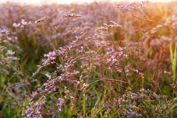 野生の紫色の花 — ストック写真