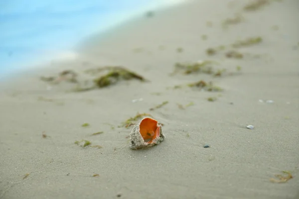 Bella conchiglia sulla riva — Foto Stock