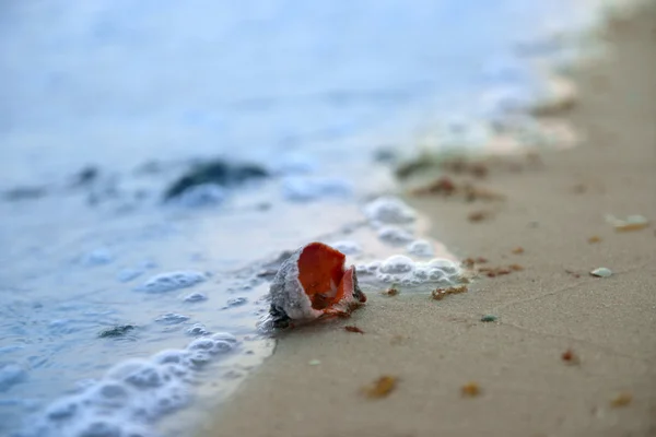 Beautiful seashell on shore — Stock Photo, Image