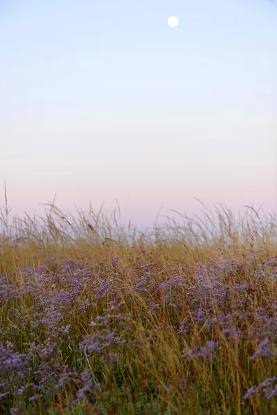 Blick auf schönes Feld — Stockfoto