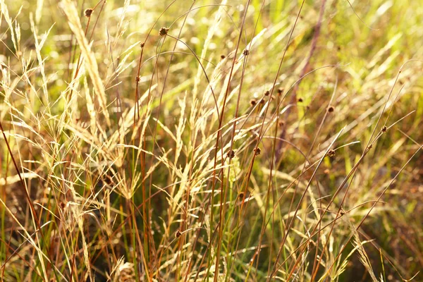 Beautiful colorful field — Stock Photo, Image