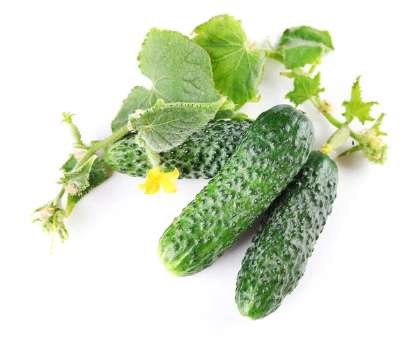 Fresh natural cucumbers with leafs isolated on white — Stock Photo, Image