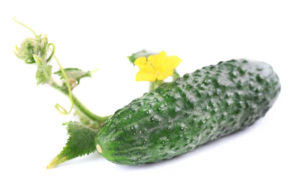 Pepino con hojas aisladas sobre fondo blanco — Foto de Stock