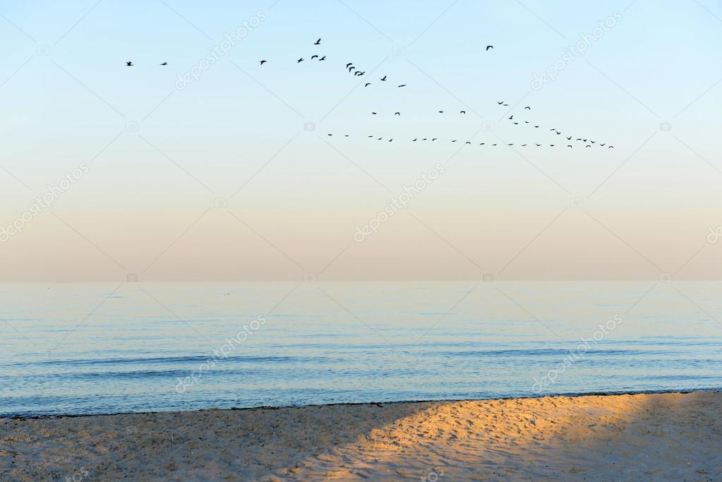 Flock of birds flying  