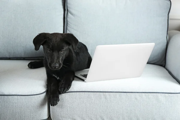 Młody czarny Labrador retriever — Zdjęcie stockowe