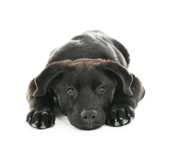 Genç siyah Labrador yalan — Stok fotoğraf