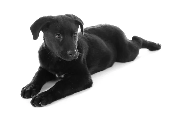 Jovem preto Labrador mentira — Fotografia de Stock