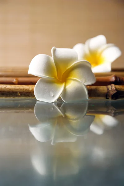 Квітка сливи на бамбуку — стокове фото