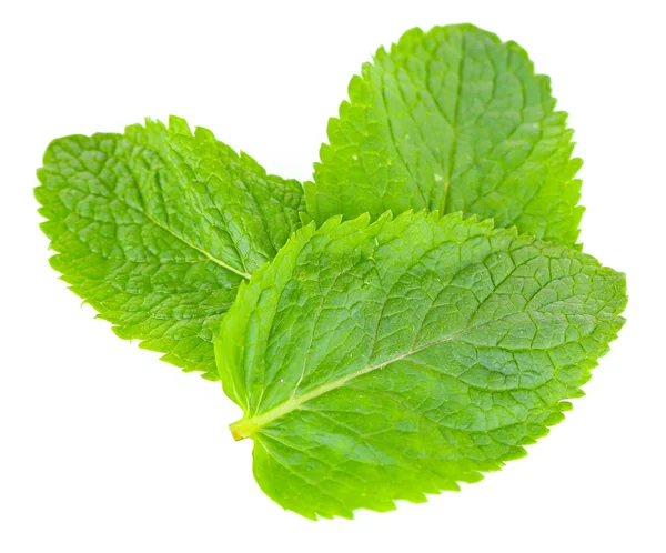 Fragranti foglie di menta isolate — Foto Stock