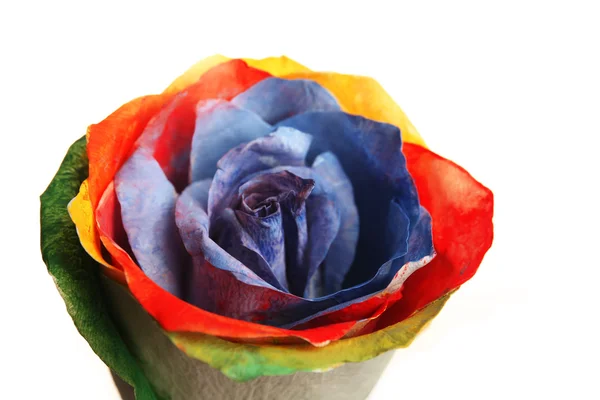 Beautiful coloured rose — Stock Photo, Image