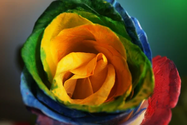 Beautiful coloured rose — Stock Photo, Image