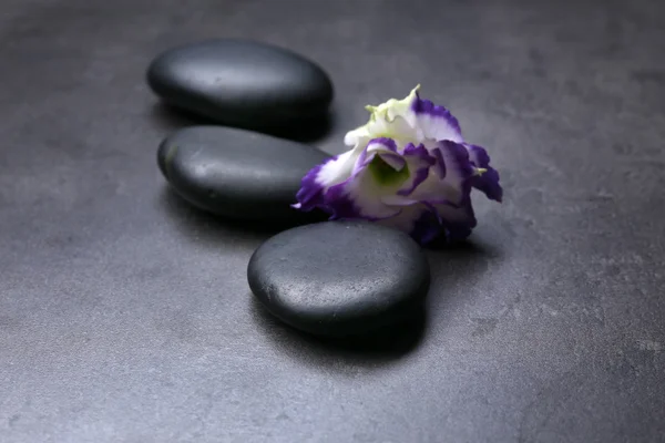 Kieselsteine mit schöner Blume auf dunkelgrauem Hintergrund — Stockfoto