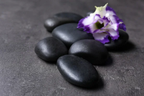 Pebbles with beautiful flower on dark grey background — Stock Photo, Image