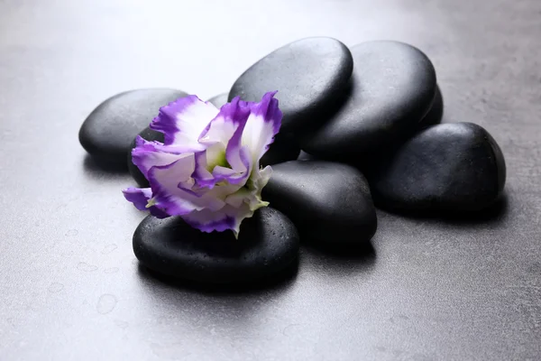 Steentjes met mooie bloem op donker grijze achtergrond — Stockfoto