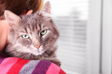 Eller kadın renkli kazak tutar içinde pencere yakınındaki güzel Gri kedi