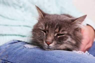 Kadının diz odasında uyuyan gri tembel kedi