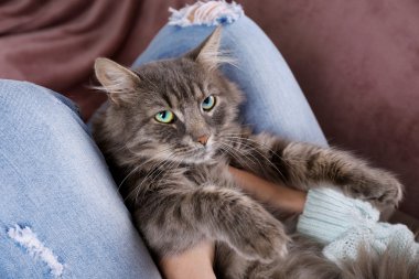 Gri tembel kedi odada, kadının diz üstünde uyumak yakın çekim
