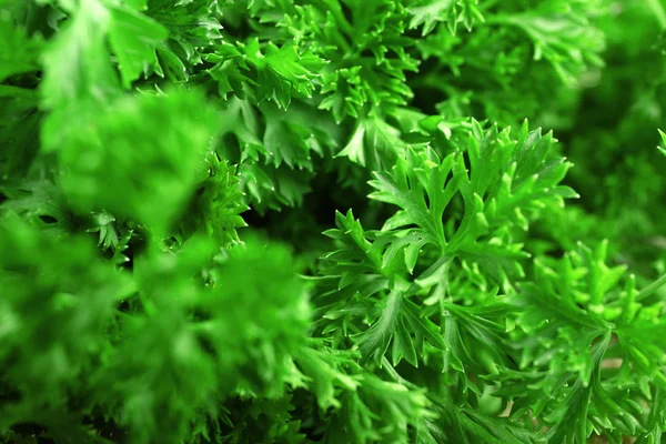 Fresh green parsley — Stock Photo, Image