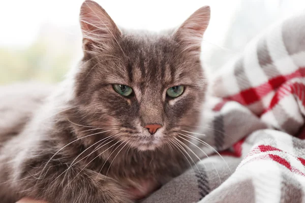 Beautiful grey cat lying on blanket — Stock Photo, Image