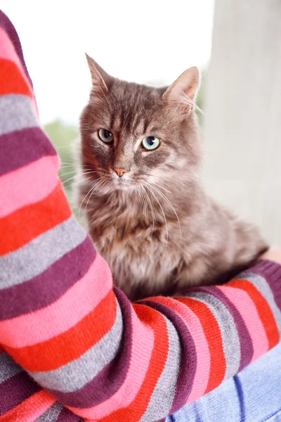 Mulher em pulôver colorido segura em mãos belo gato cinza perto da janela — Fotografia de Stock