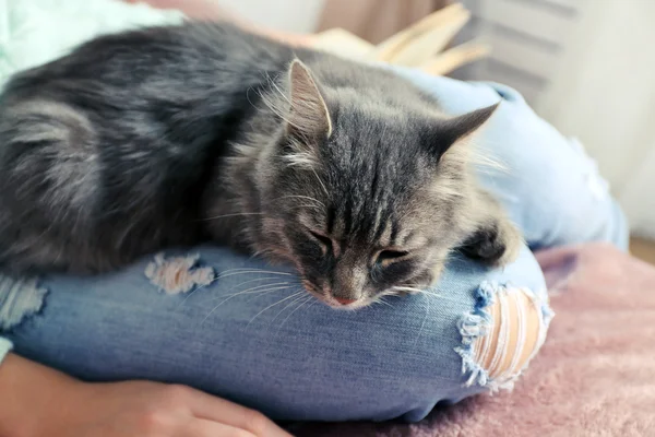 Gato preguiçoso cinza — Fotografia de Stock