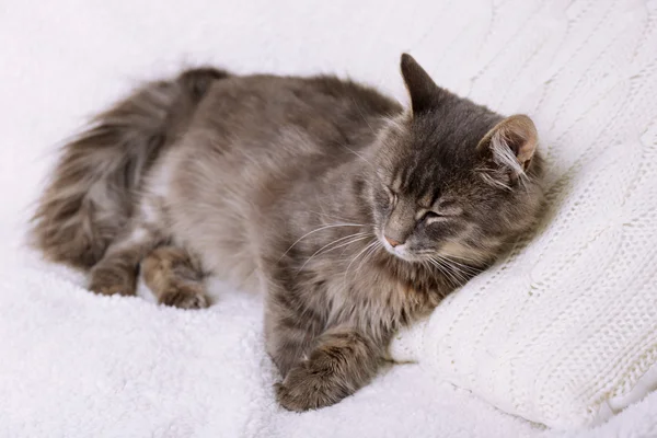 Gato gris perezoso — Foto de Stock