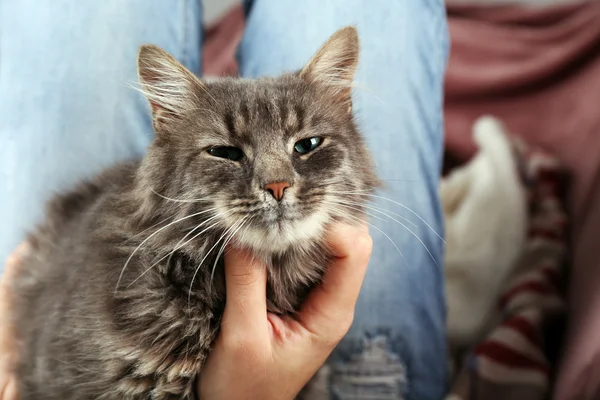 Woman takes in hands beautiful grey cat on sofa in the room — Stock Photo, Image