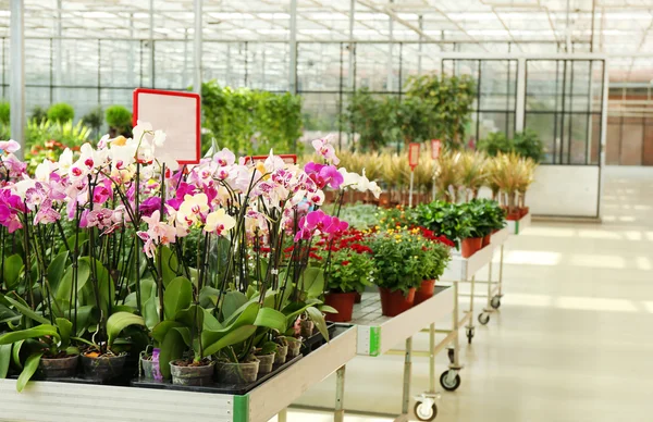 Kwiaty i rośliny na sprzedaż — Zdjęcie stockowe